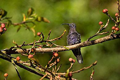 PS4 Pro卖相不好 销量不到PS4总销量的15%